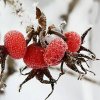 Ingrid Unangst &quot;Heiße Beeren&quot;